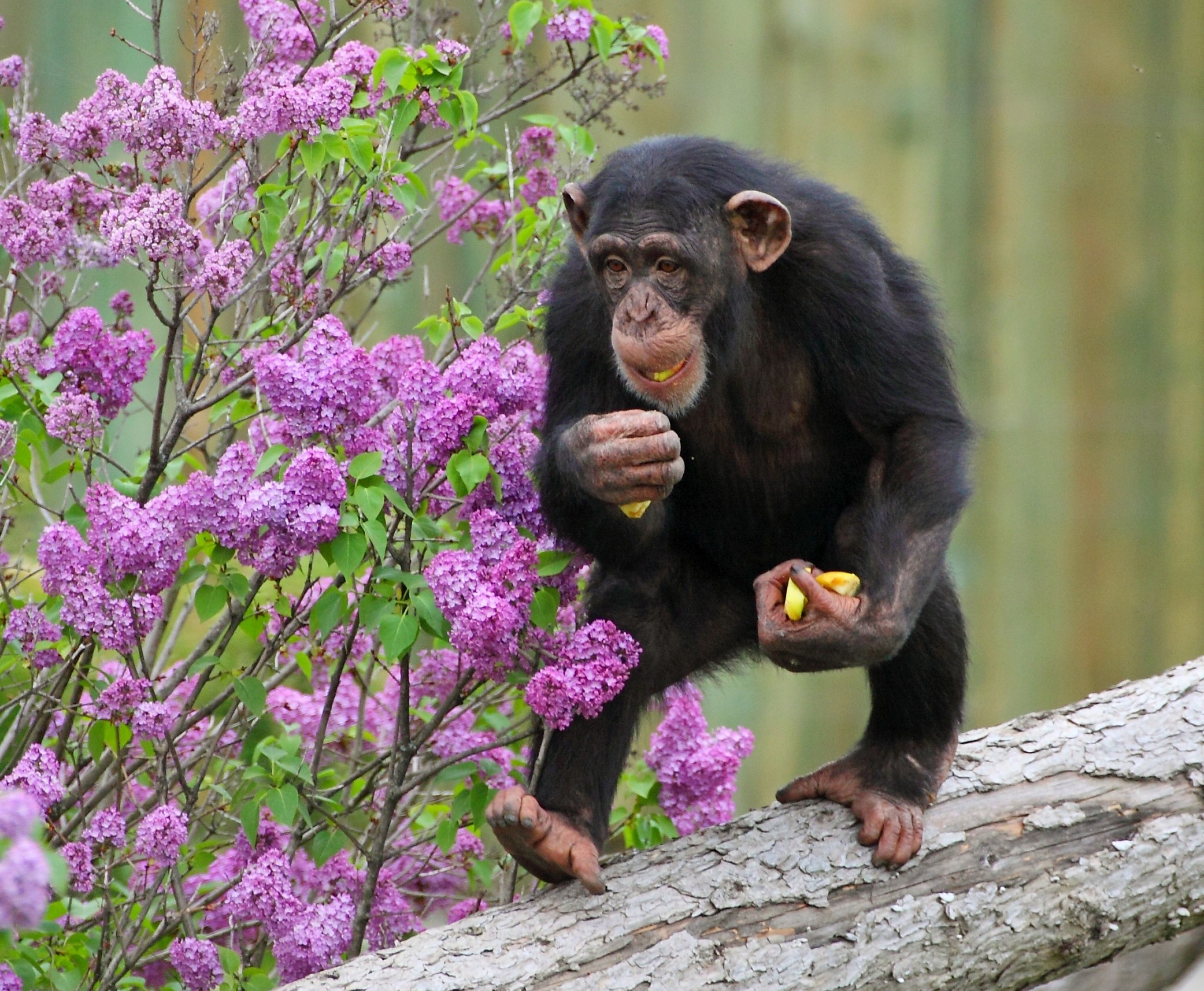 Great apes' heel-down posture helps support their body weight as they stand, walk and run.